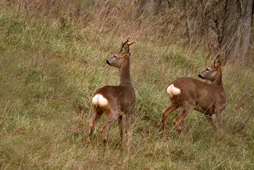 I caprioli nella natura intorno all'agriturismo Poderaccio 