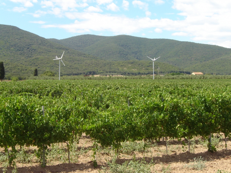 Organic vineyards and renewable energy in the Maremma