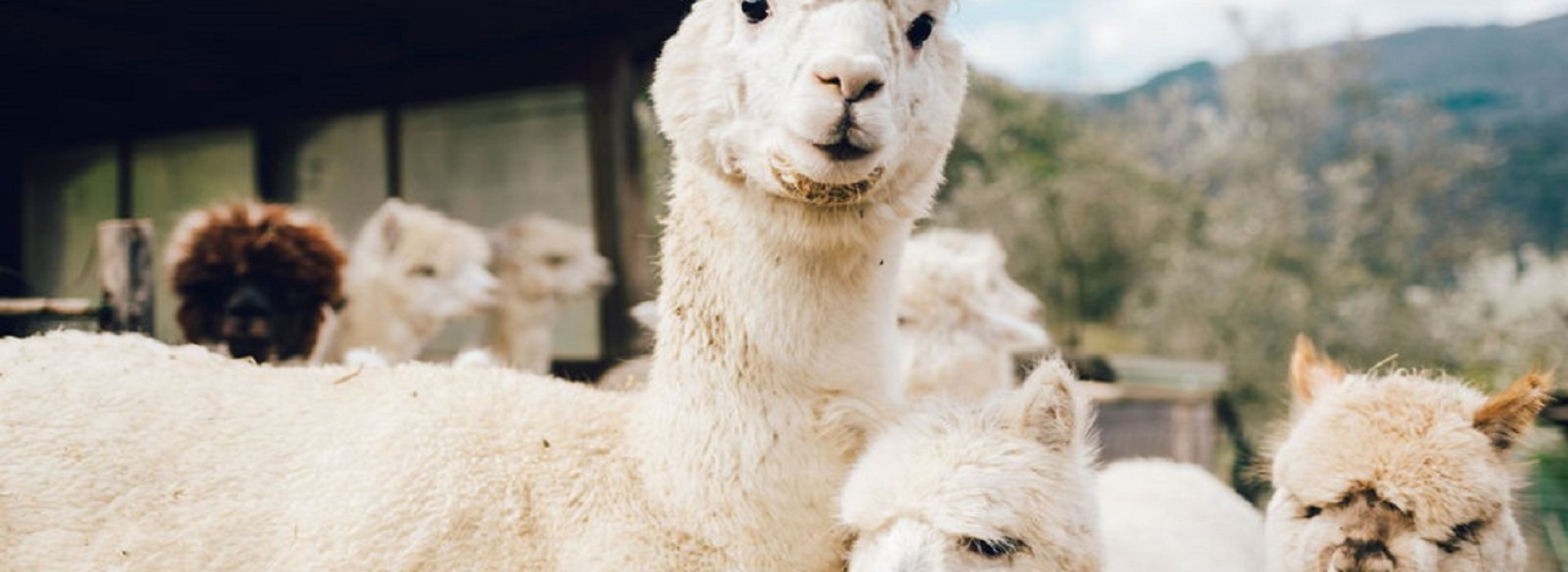 Esperienza in allevamento di Alpacas in Valbisenzio