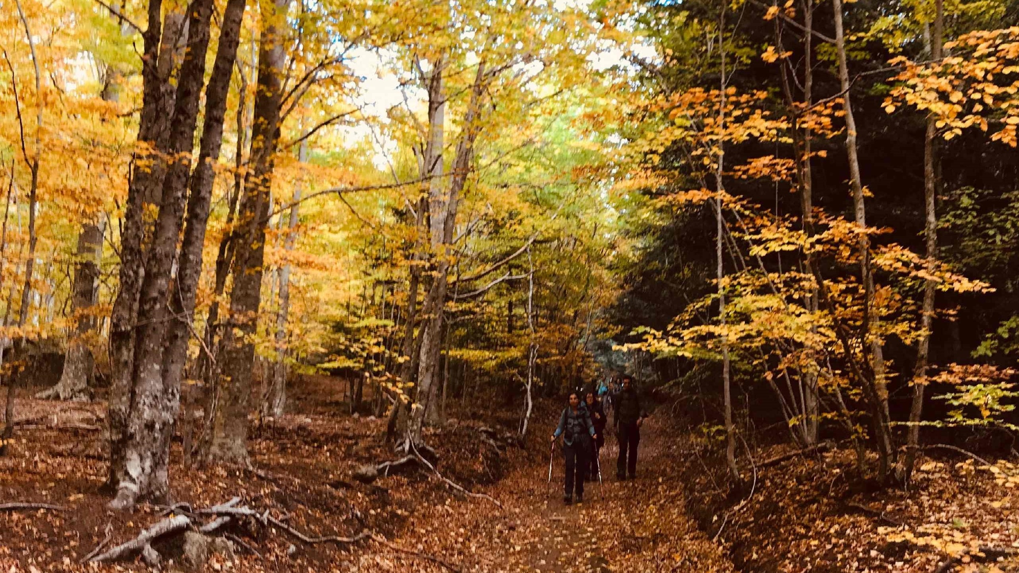 Due giorni a spasso nei colori autunnali delle faggete del Monte Amiata