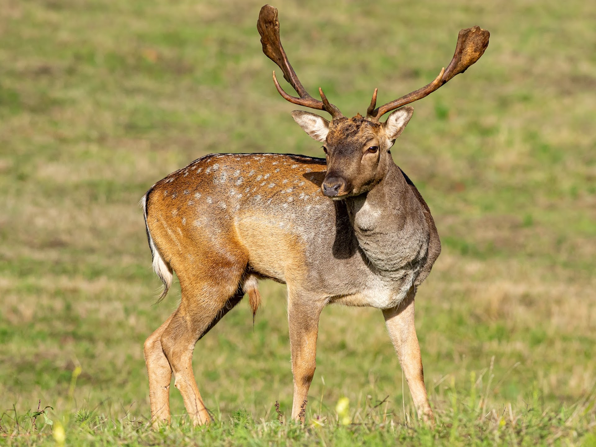 Parque de la Fauna de Amiata