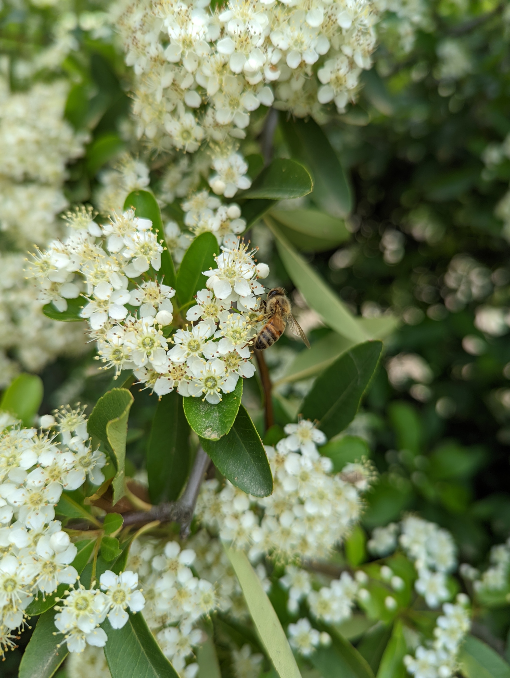 Farm experience to discover the magical world of bees