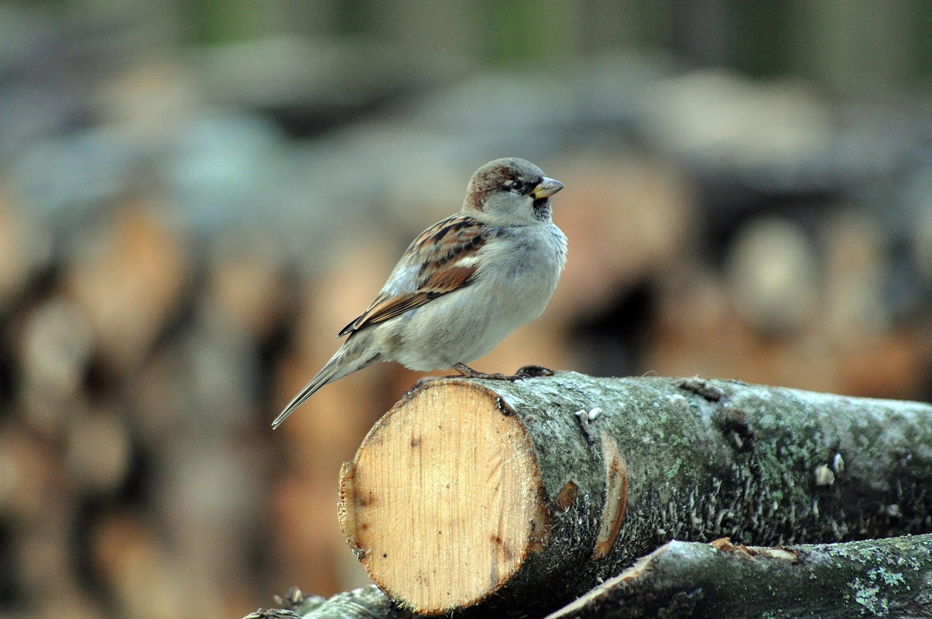 Un uccellino su un ramo