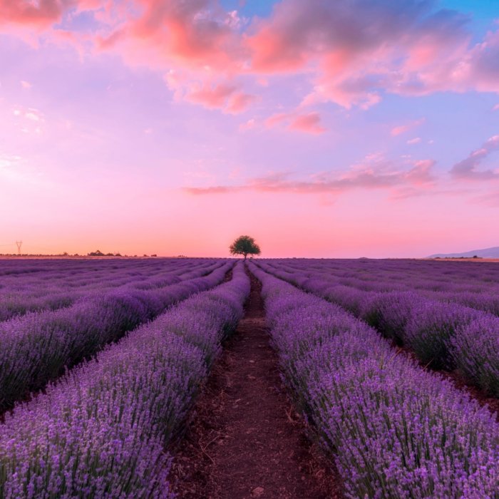 Attraverso i campi di lavanda in bici