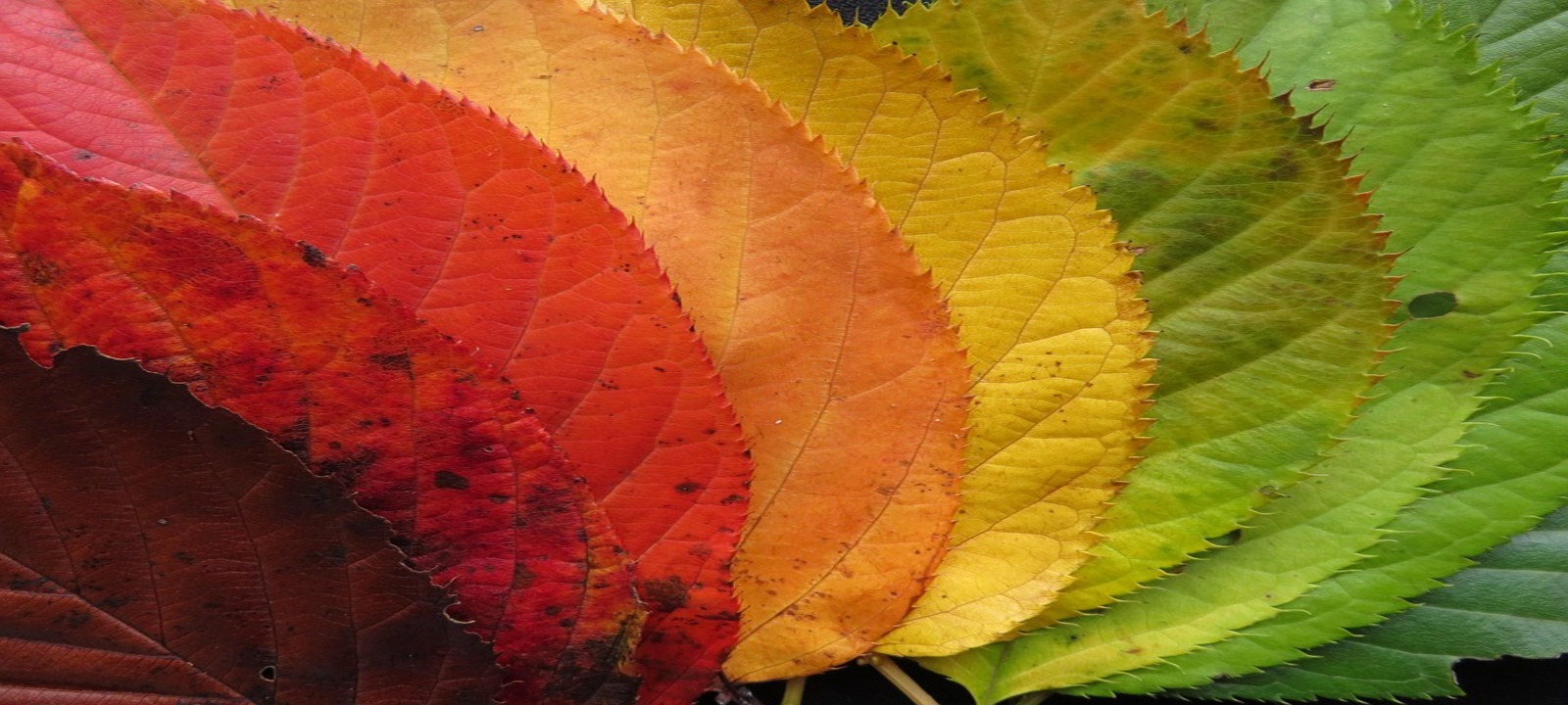 Foglie di diverse colore