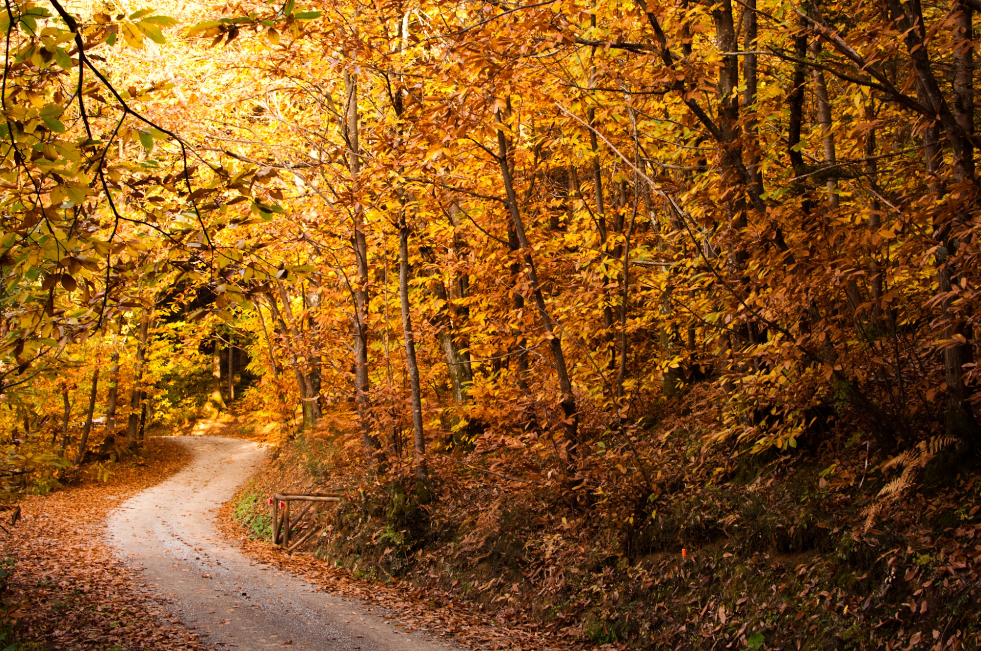 Von Bäumen gesäumte Straße mit herbstlichem Laub