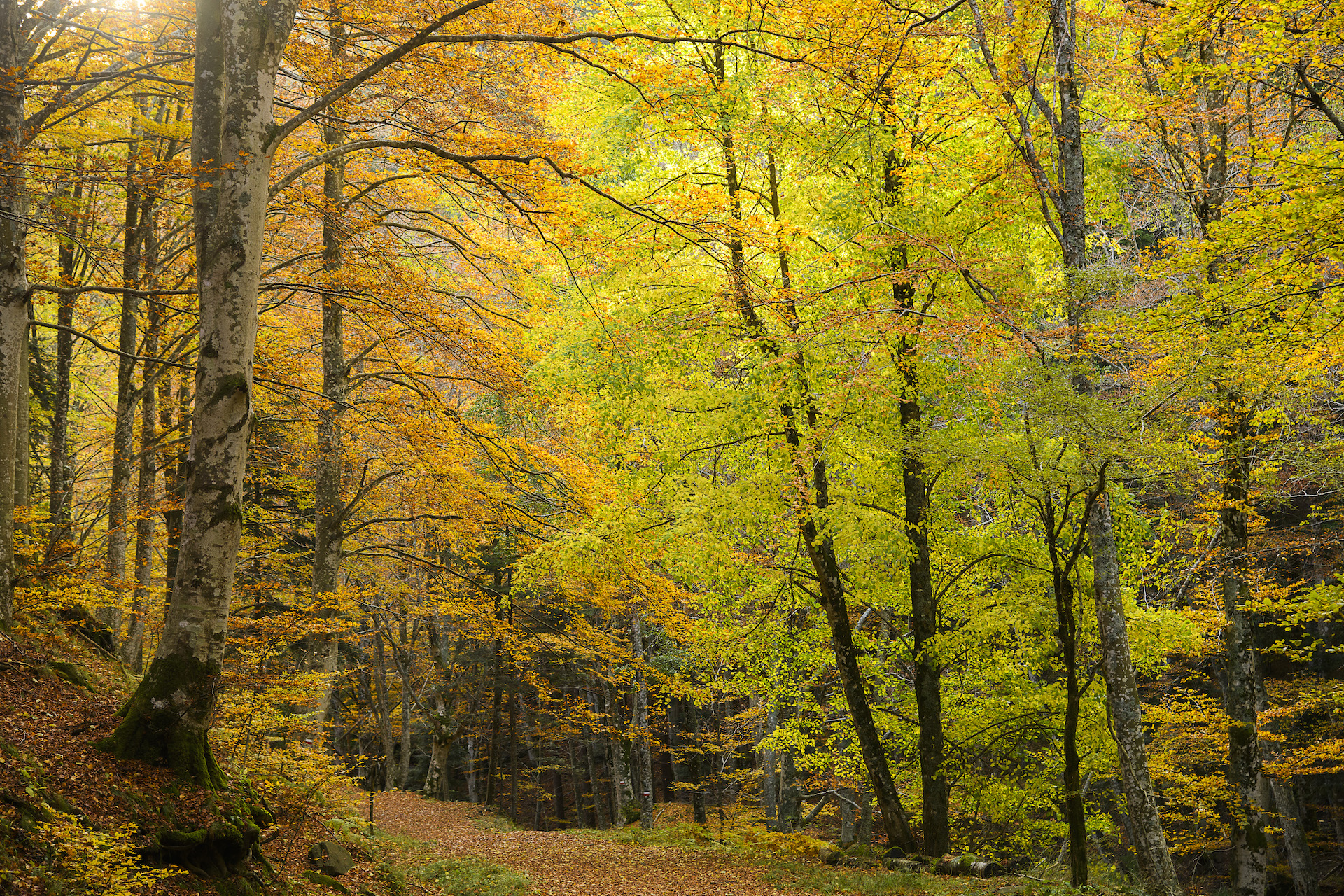 La Foresta del Casentino in autunno