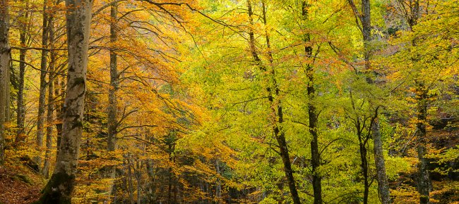 El Bosque de Casentino en otoño