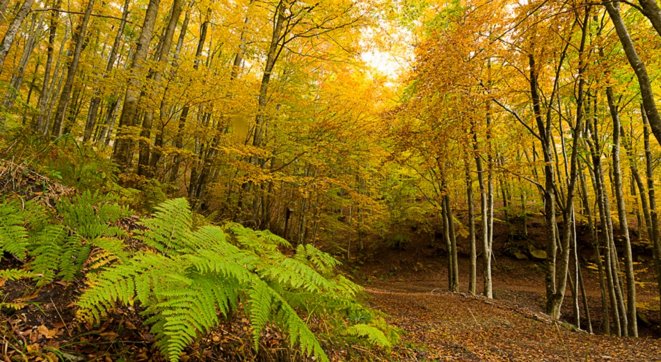 Places to Visit in Tuscany: Lose Yourself in Medieval Lanes & Golden Valleys 5 The magic of autumn colors in Casentino | Visit Tuscany