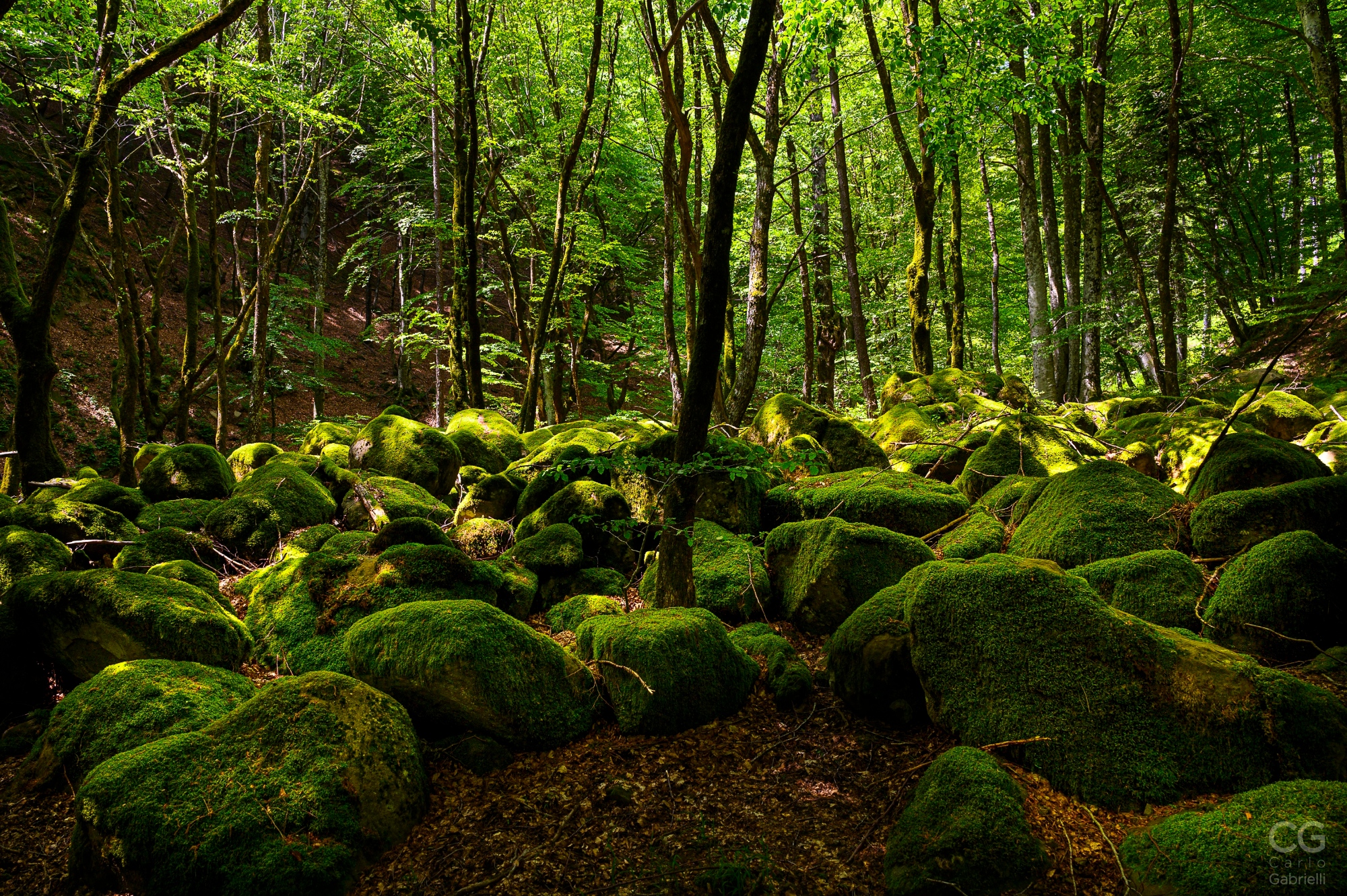 Foresta UNESCO