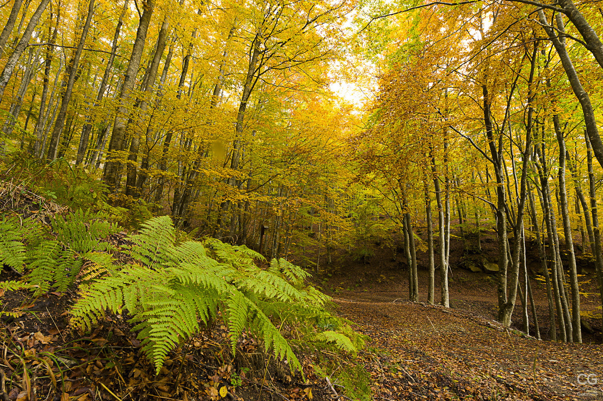 Bosco in autunno