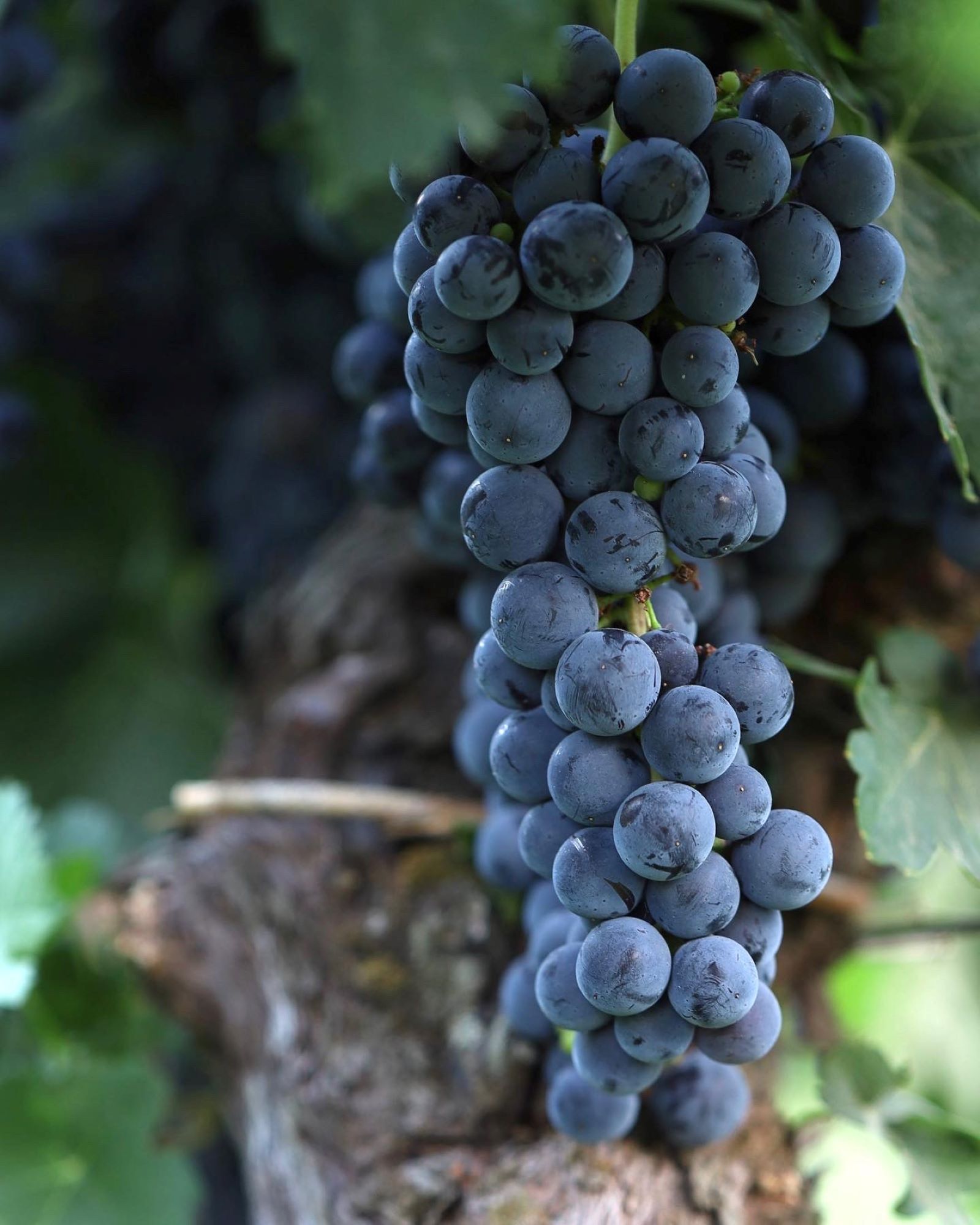 Wine tasting on the panoramic terrace