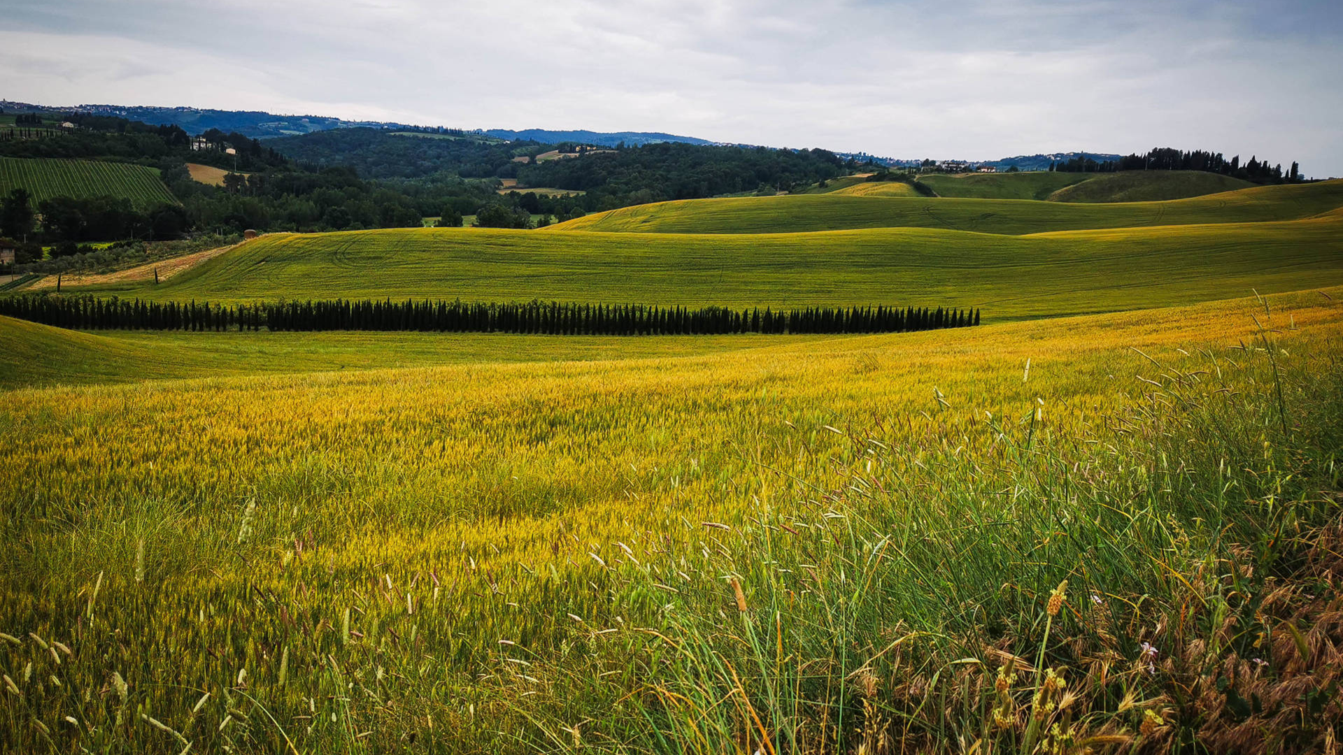 Bike tour tra San Miniato e la Via Francigena
