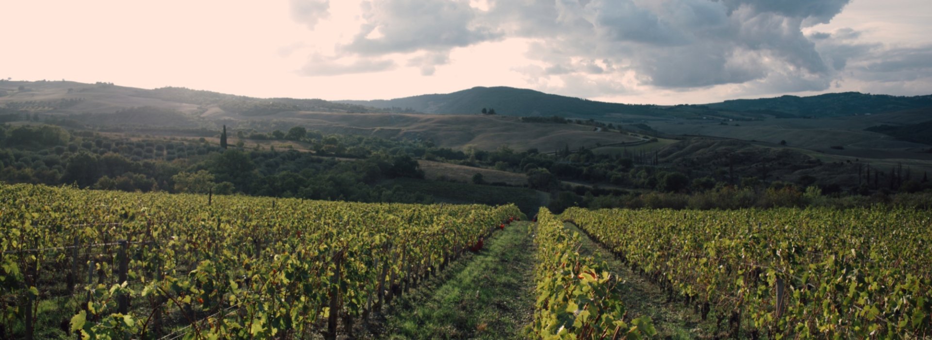 vigneto Val d'Orcia