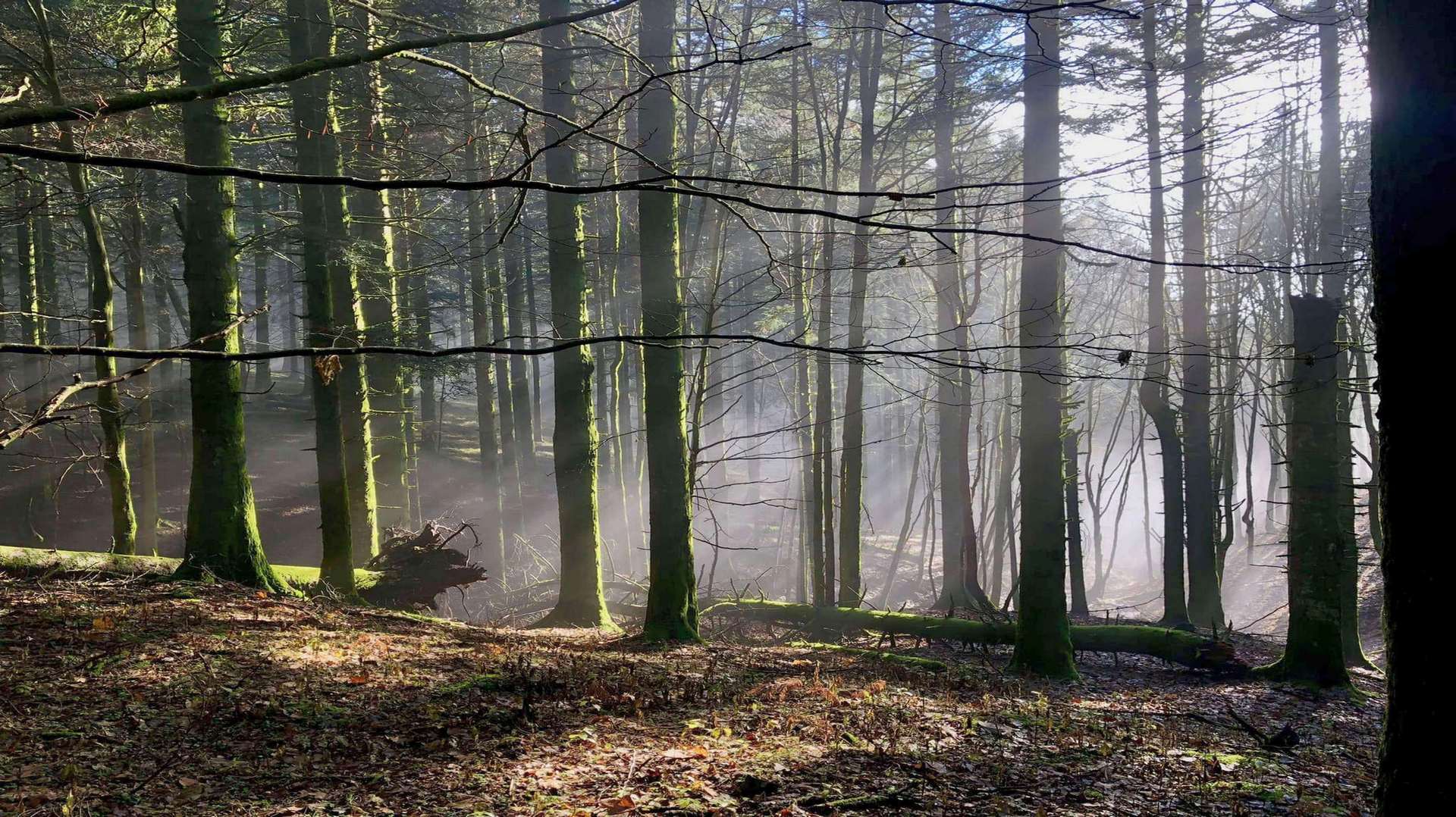 Un tour alla scoperta della straordinaria Foresta della Lama