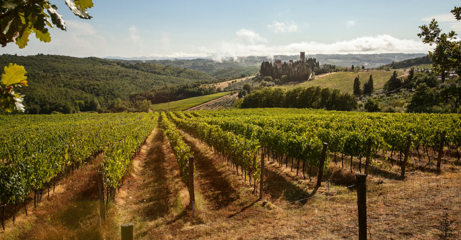 I vigneti intorno a Badia a Passignano