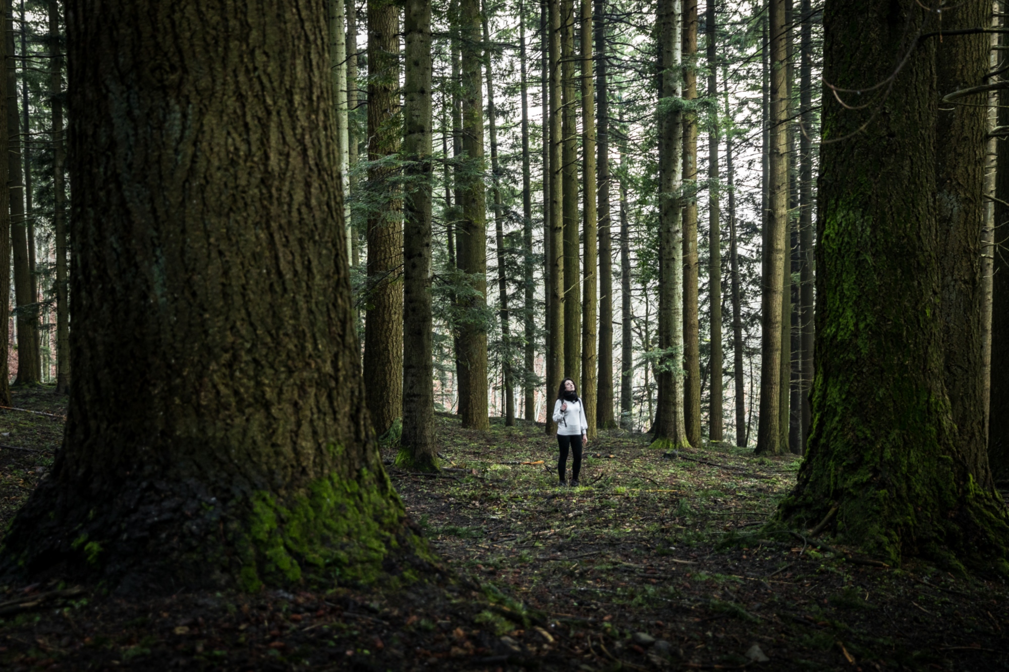 Trekking im Park der Wälder des Casentino