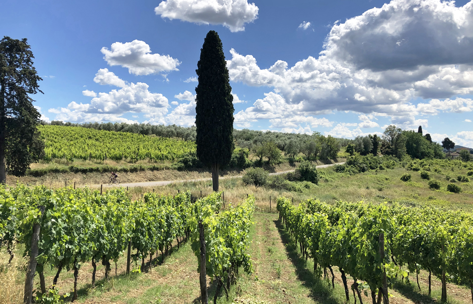 Weinberge in den Hügeln von Bagno a Ripoli