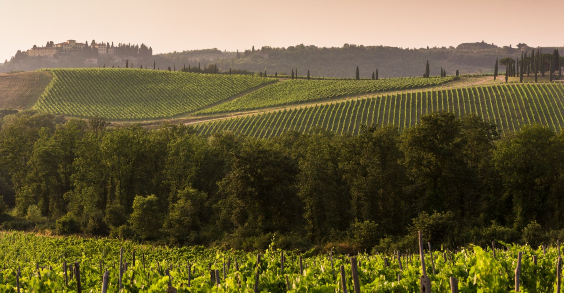 Vista sui vigneti del Chianti Vista sui vigneti del Chianti