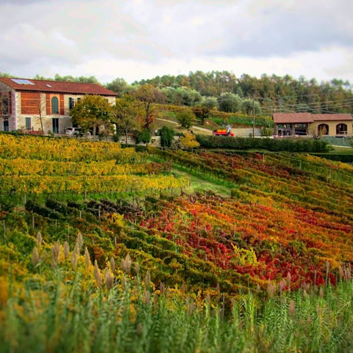 Bike ride & wine tasting in the Piana di Lucca