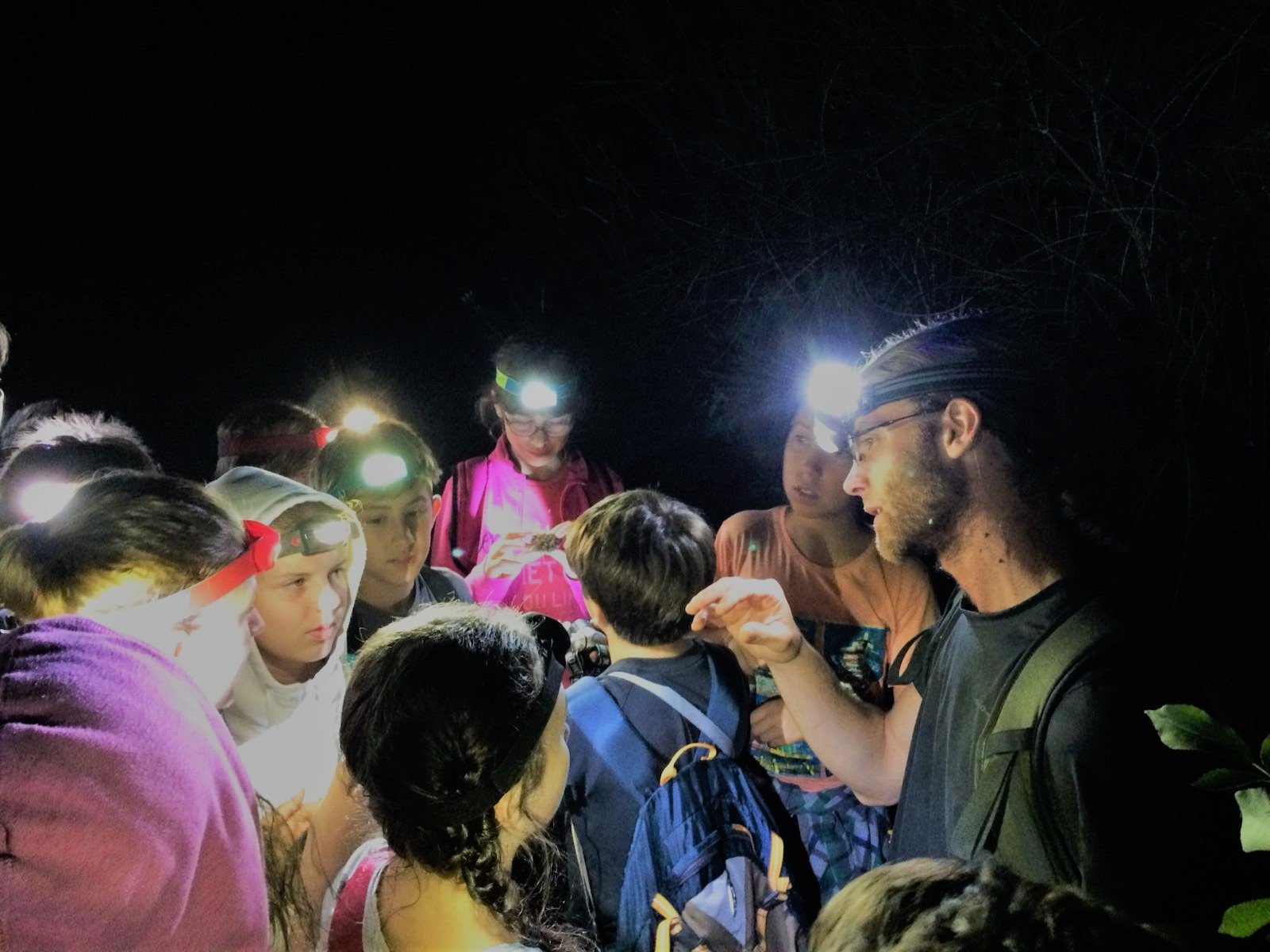 Il bosco di notte