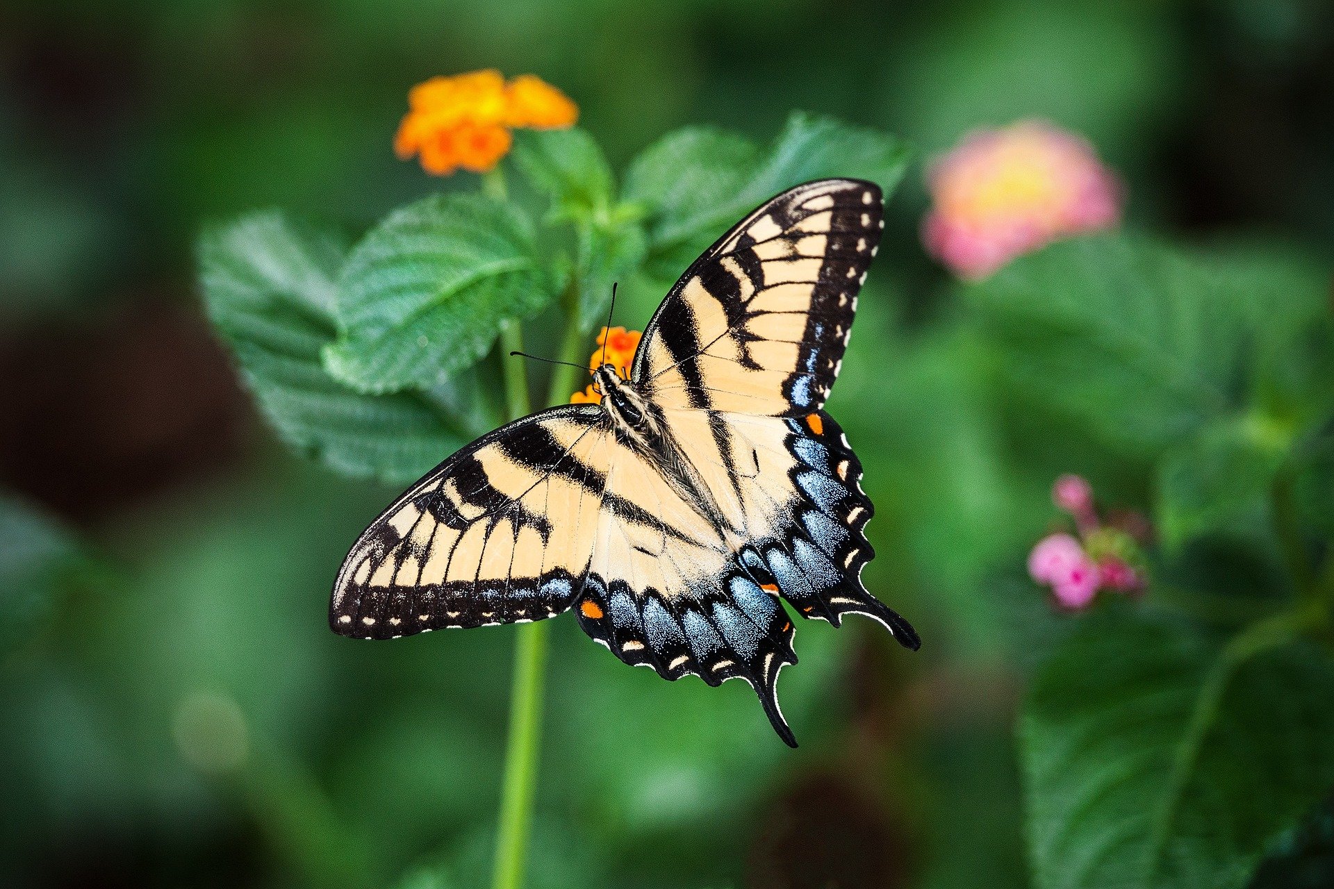 Ejemplar de mariposa