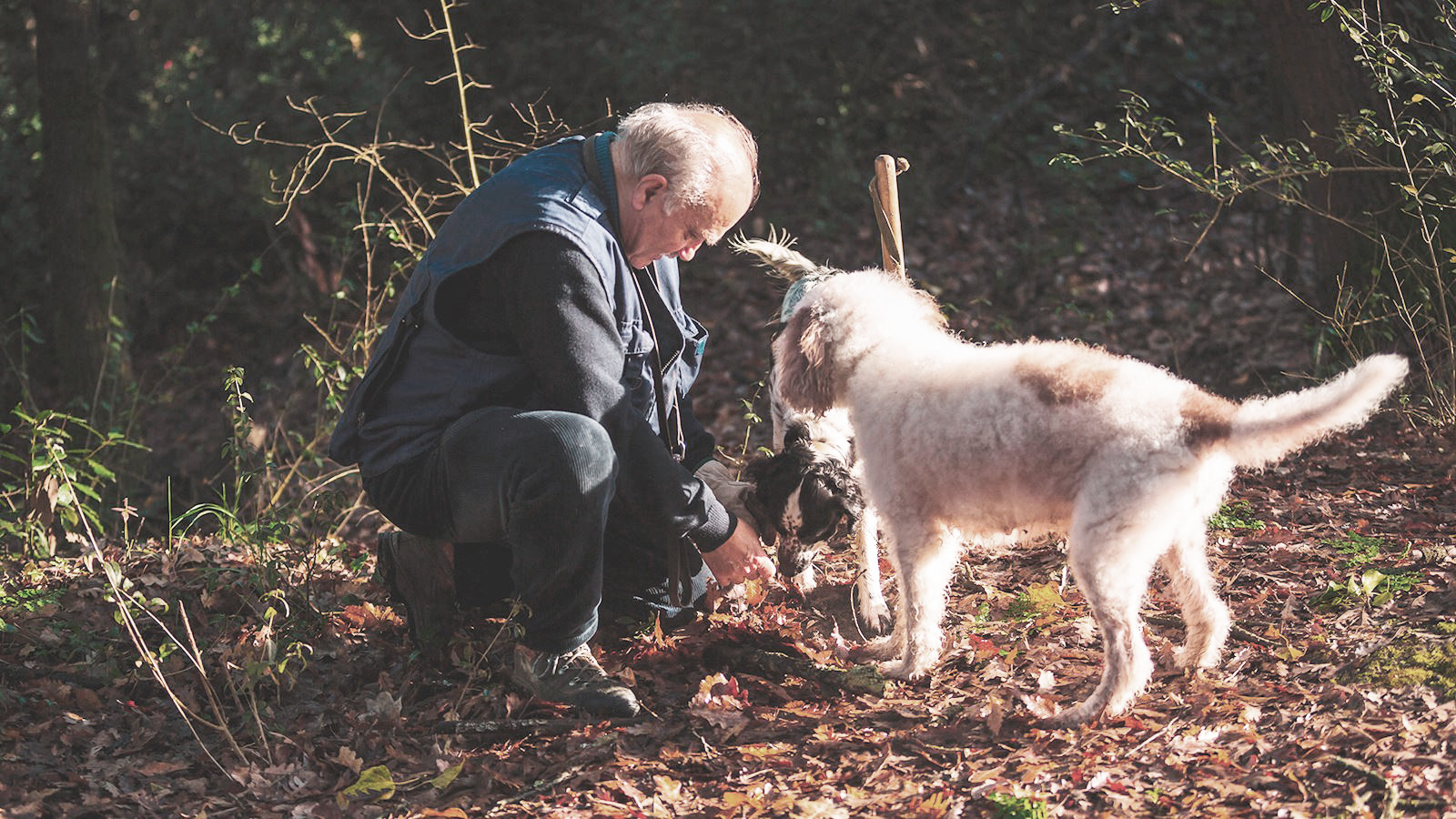 truffle hunting in San Miniato