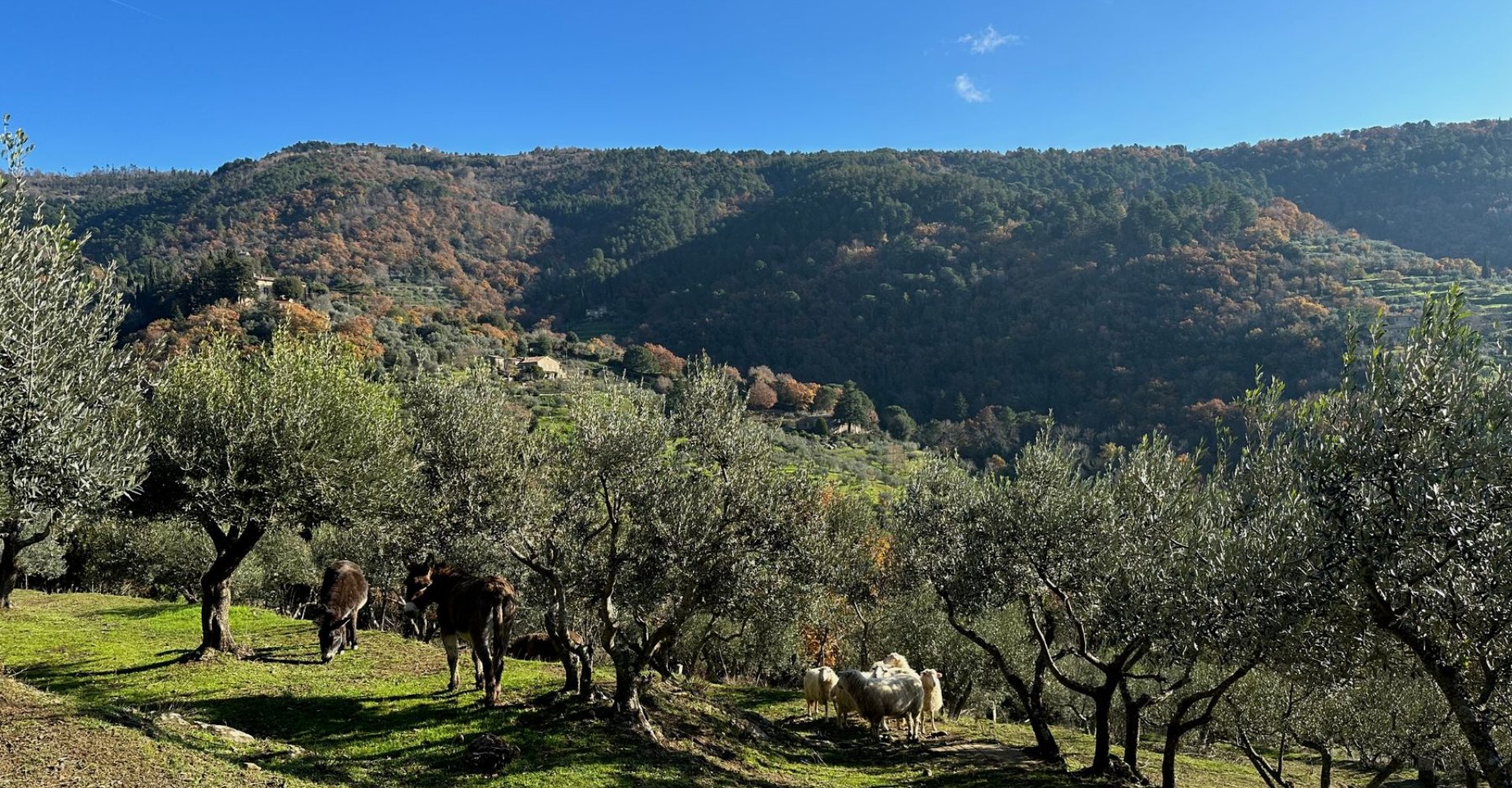 Olivenhaine in der Landschaft von Cortona