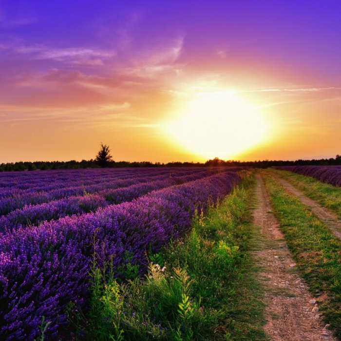 campi-di-lavanda-al-tramonto