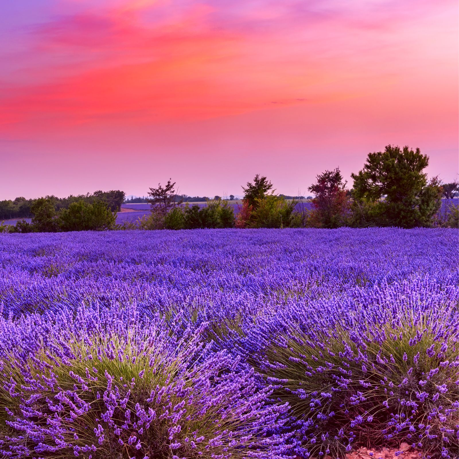 campi-di-lavanda-al-tramonto