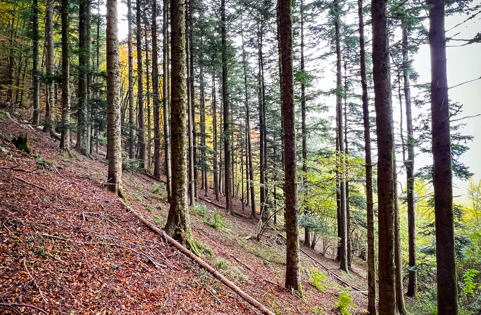 Weg nach Campocecina - Riviera Apuana Terra Scolpita