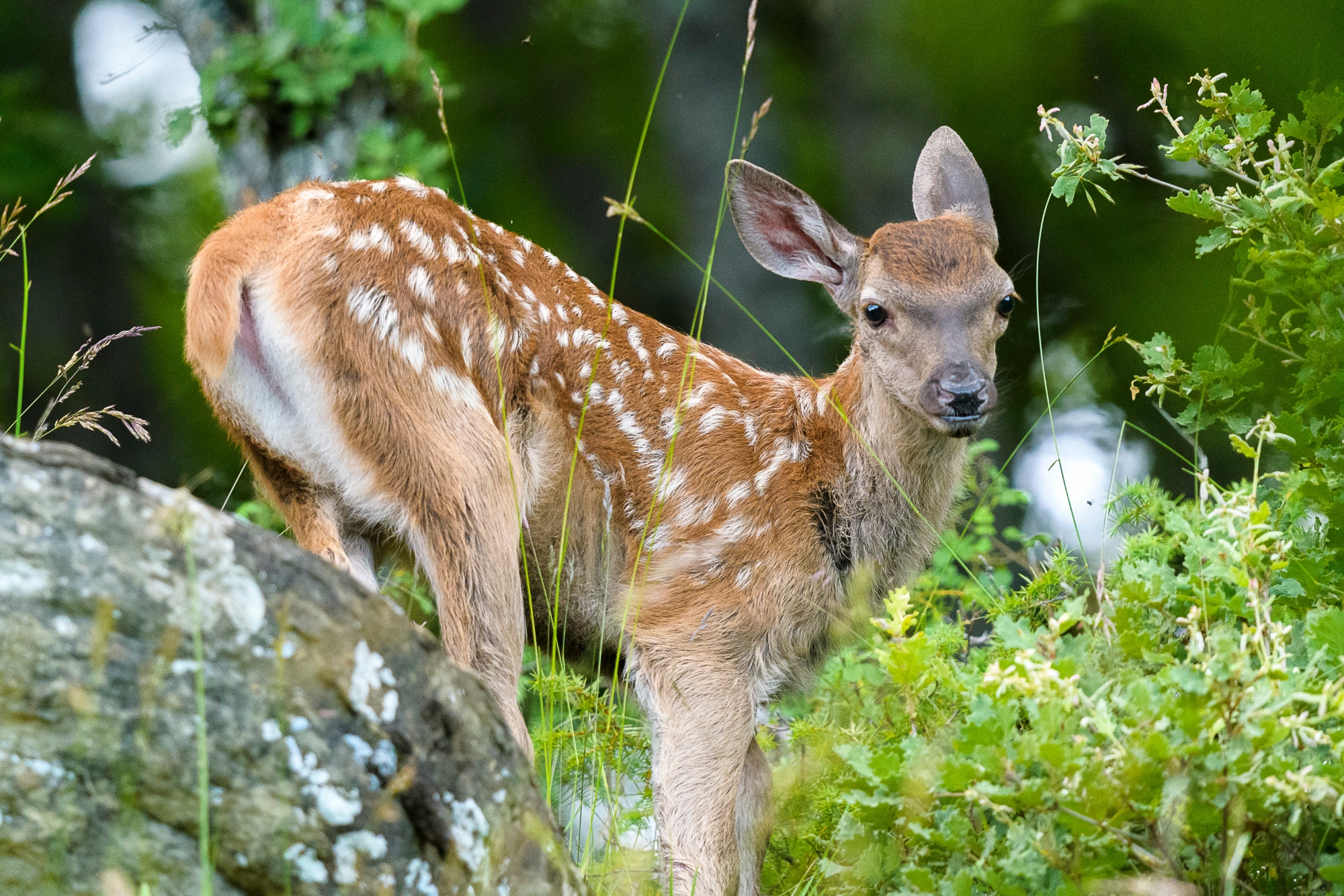 La fauna del Casentino