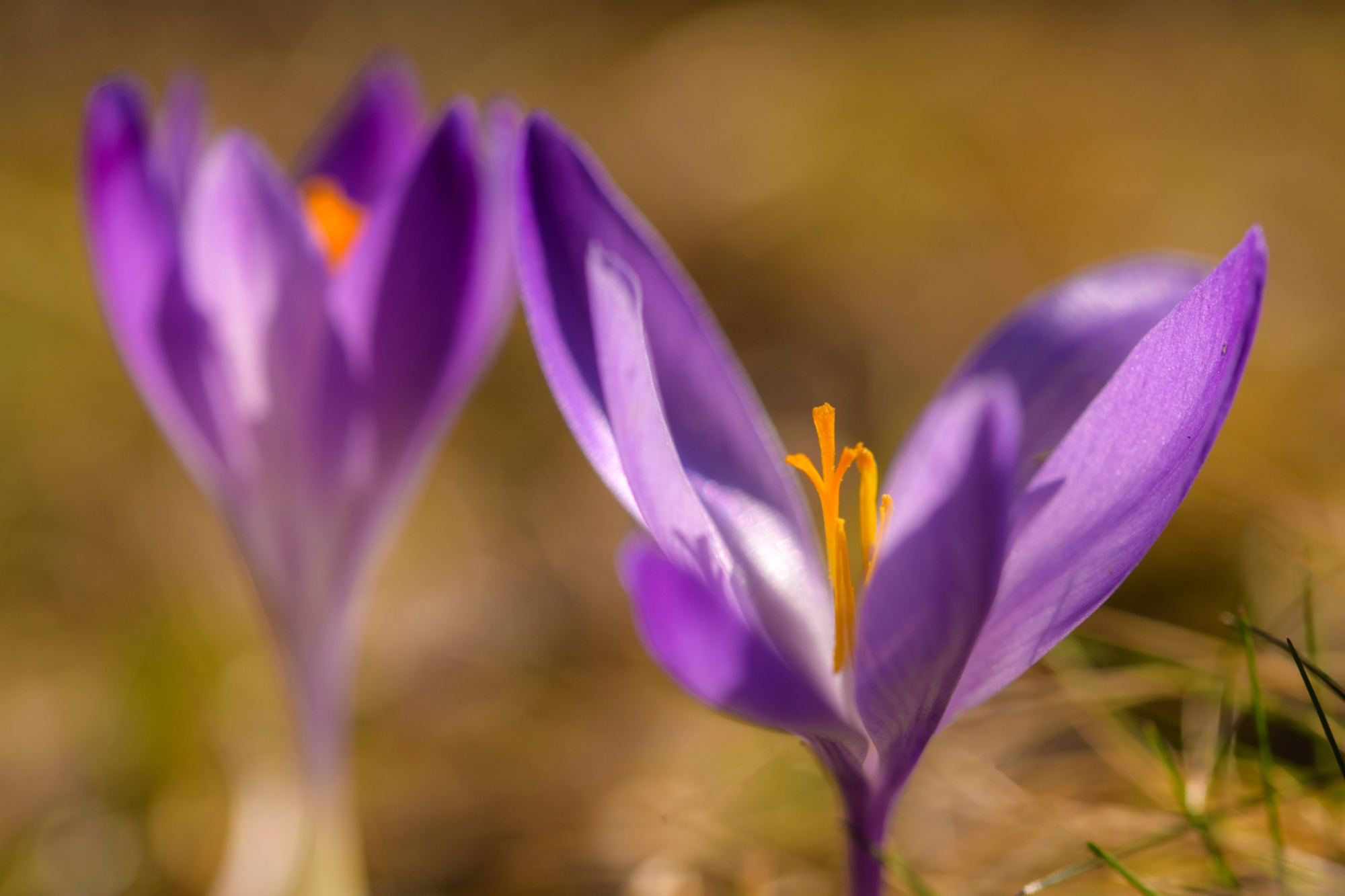 La fioritura del Crocus nel Parco delle Foreste Casentinesi