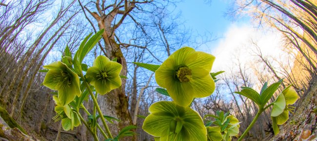 La fioritura dell'Elleboro nel Parco delle Foreste Casentinesi