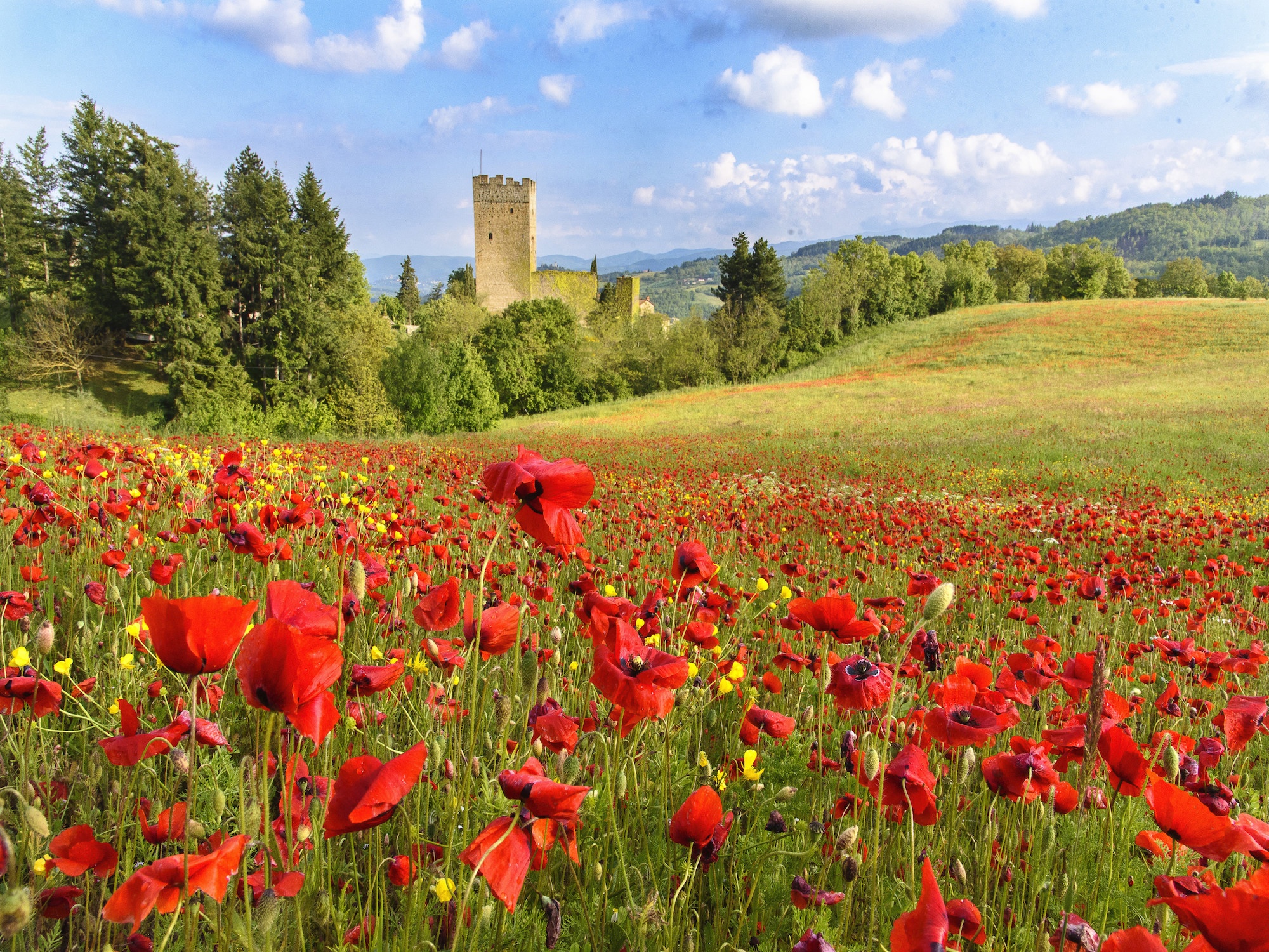 Flowery meadow with red poppies in the foreground and Porciano Castle in the background among the trees, in the Alto Casentino