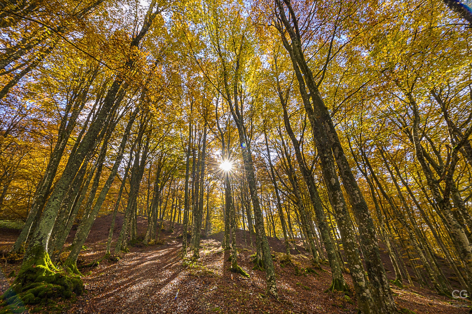 Foliage in foresta in Casentino