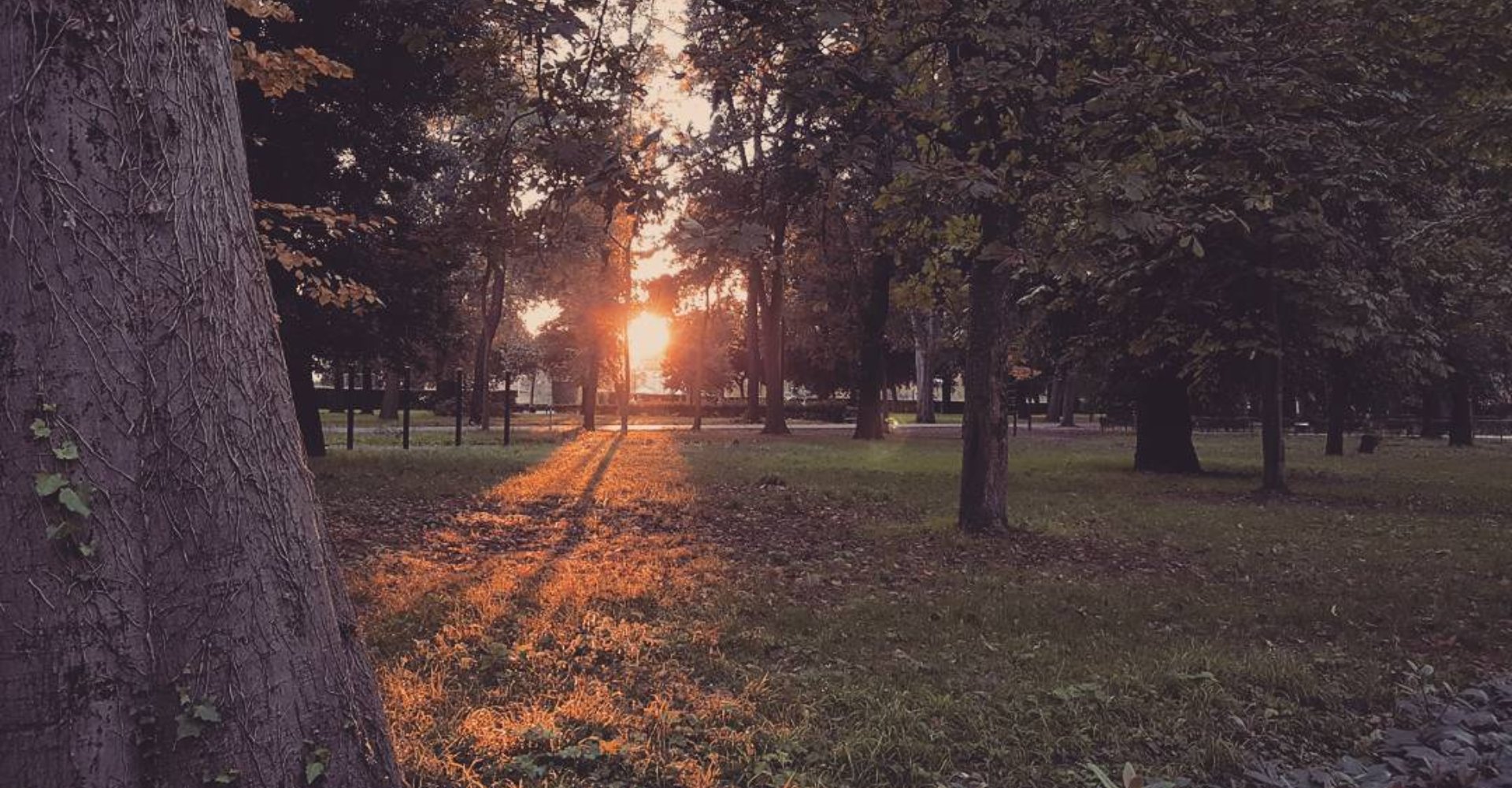 Coucher de soleil parmi les arbres au Parc des Cascine