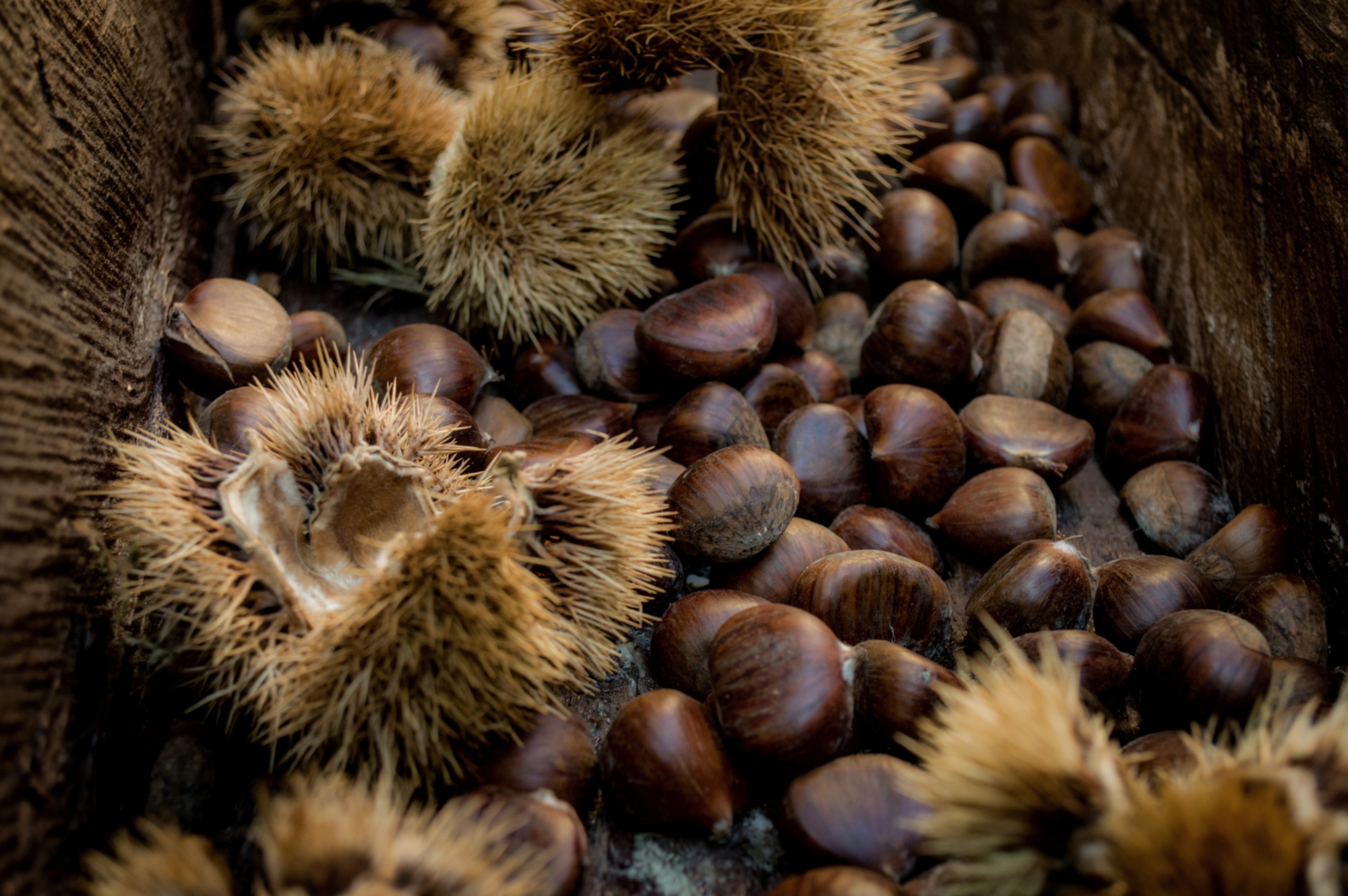 The chestnuts of Lunigiana