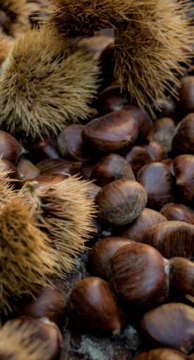 The chestnuts of Lunigiana