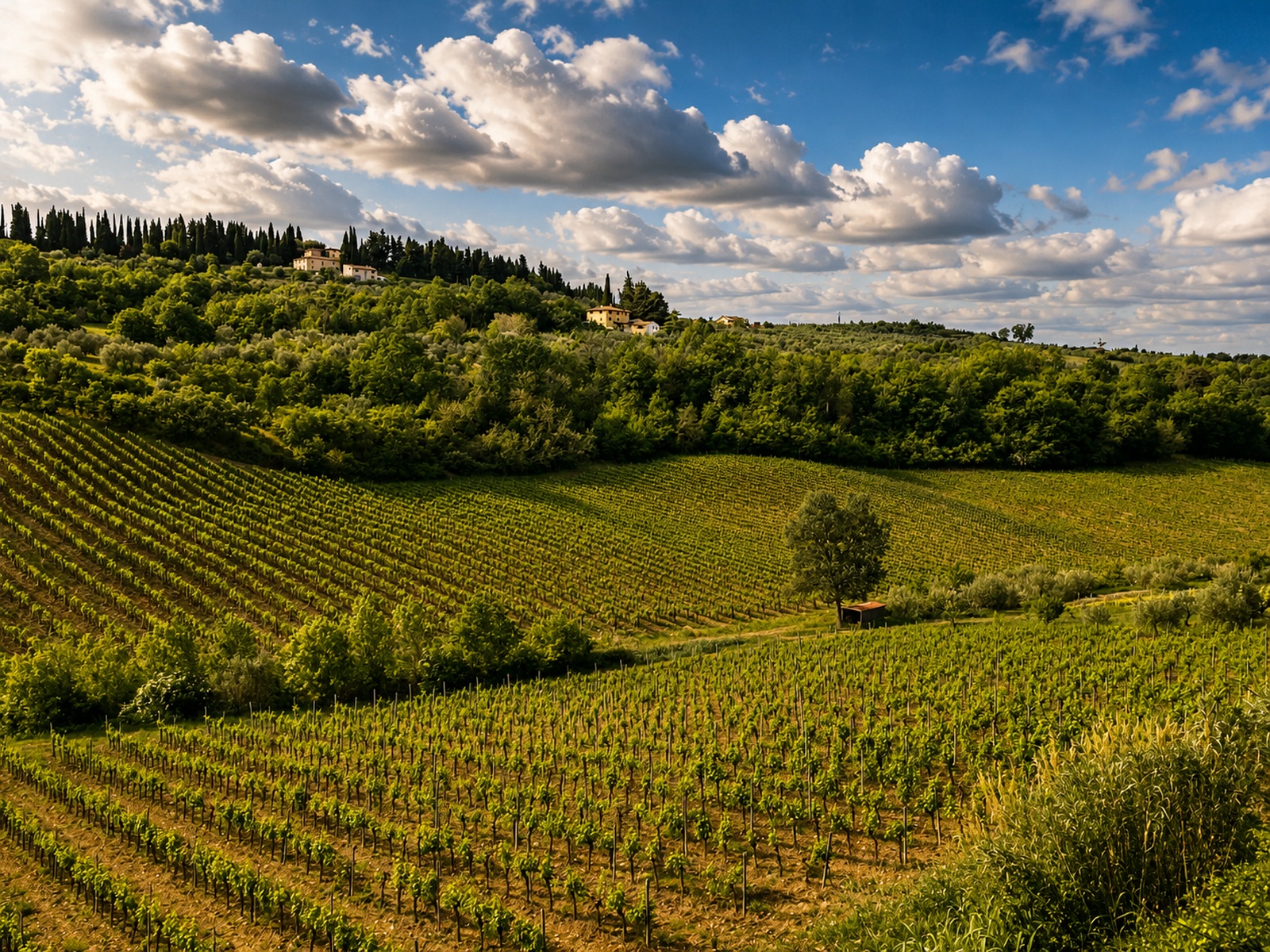 Chianti hillside landscape among vineyards and farmhouses