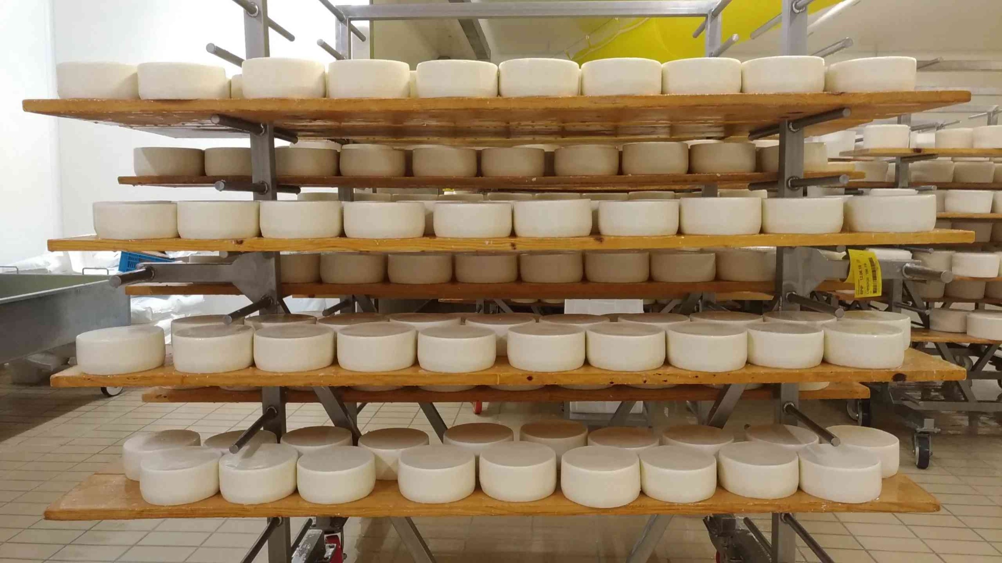 Visita guidata in un caseificio e tour in una cantina vicino Pisa