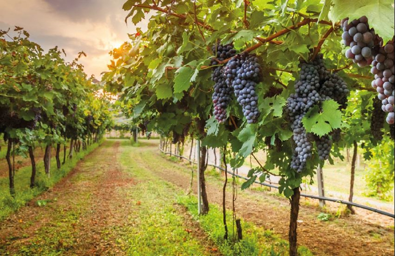 Tour di Siena e Chianti con partenza da Firenze alla scoperta dei vini toscani