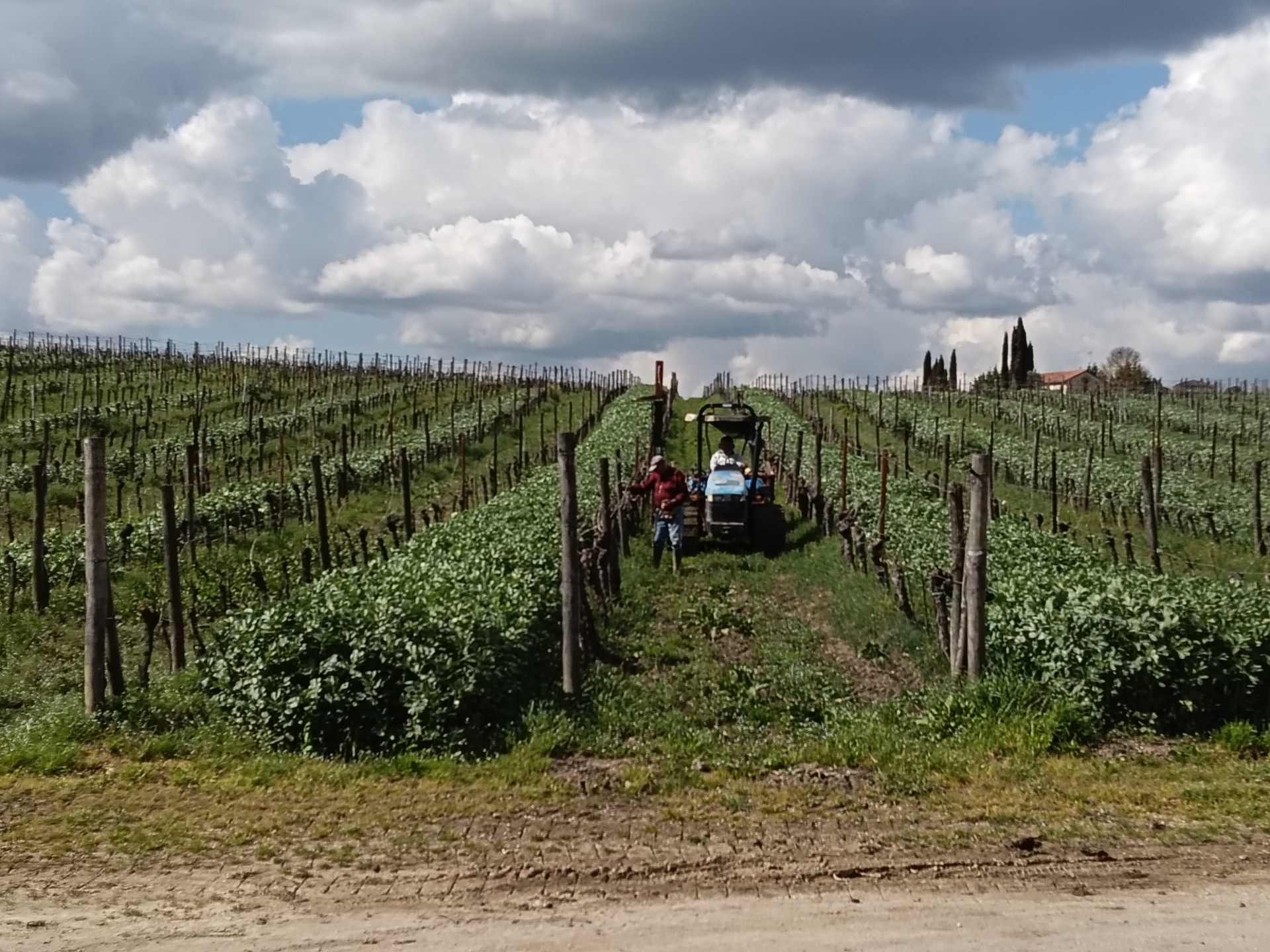 Filari di vigneto nel Chianti con un trattore e un viticoltore al lavoro sotto un cielo di nuvole