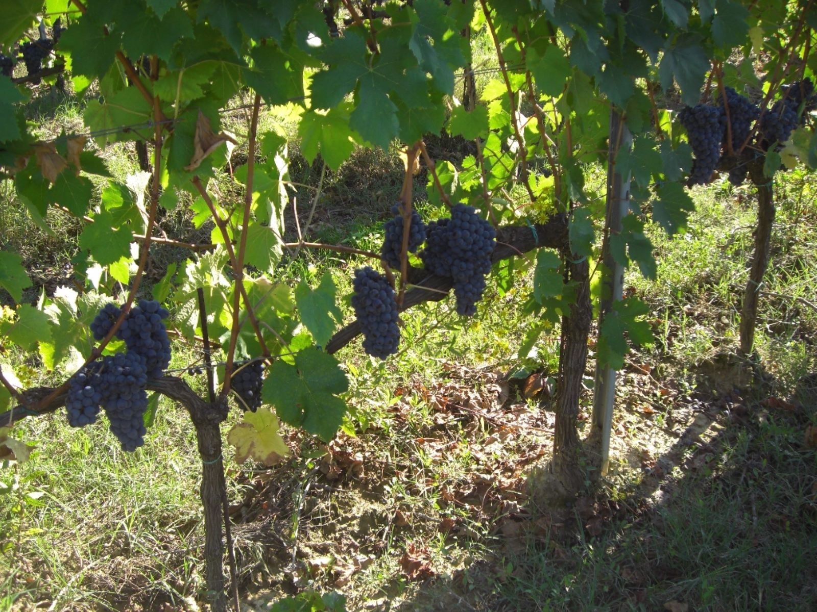 Degustazione in vigna a Montecarlo