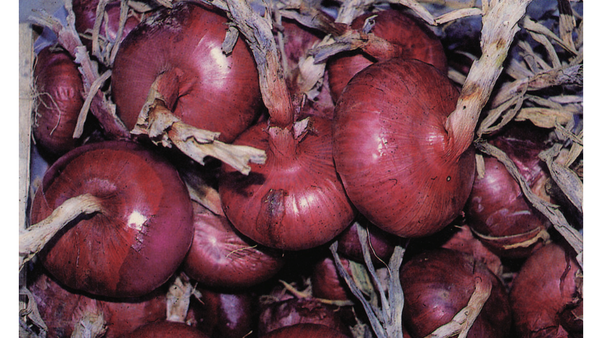 Cipolla rossa di Certaldo
