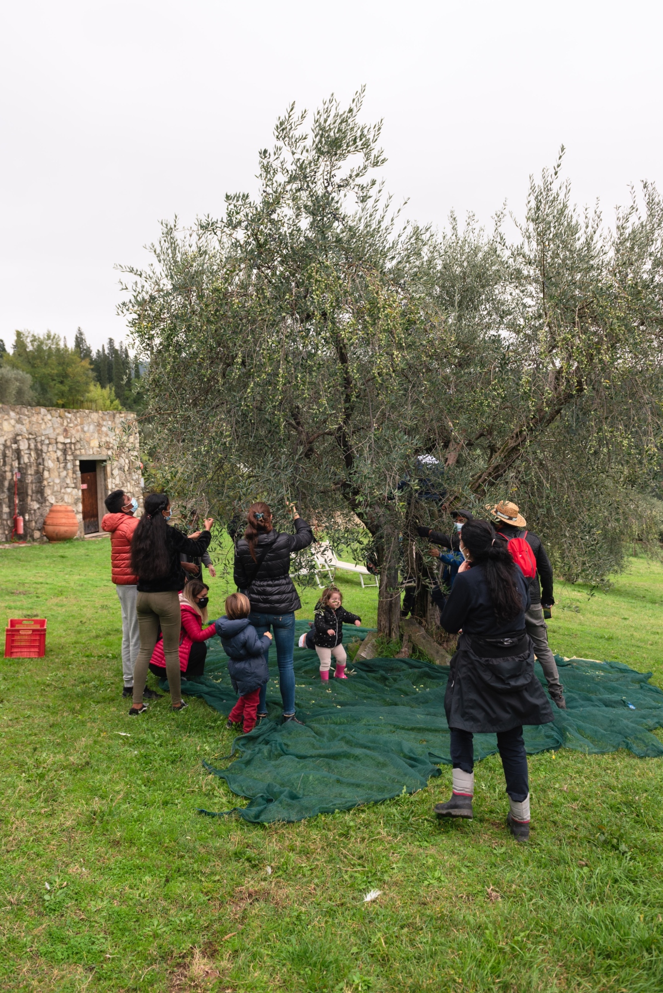 Famiglie durante la raccolta delle olive alla Fattoria di Maiano