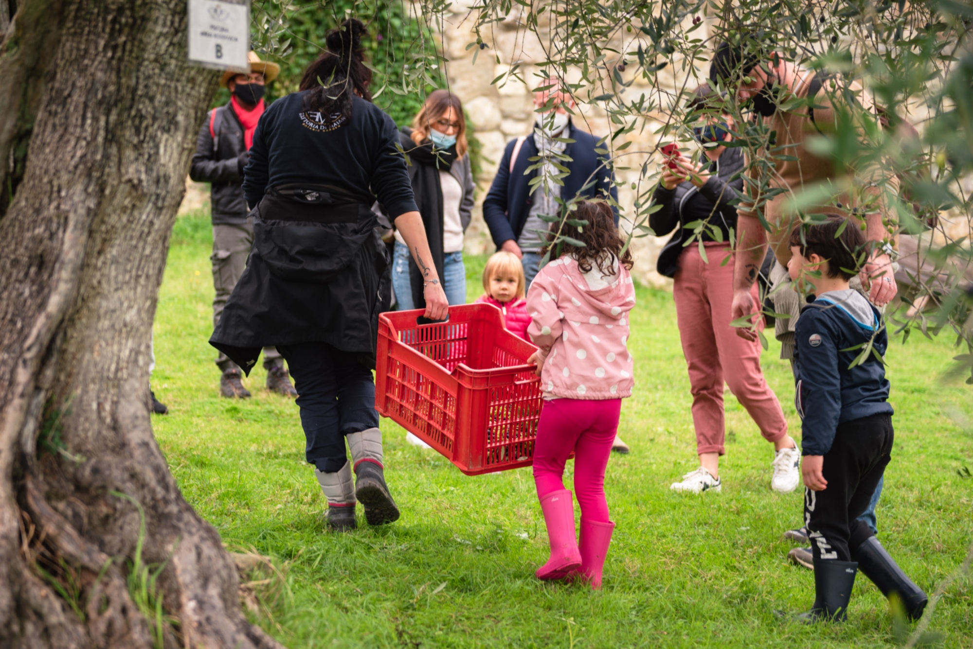 Visita al frantoio della Fattoria di Maiano con esperienza adatta a famiglie 