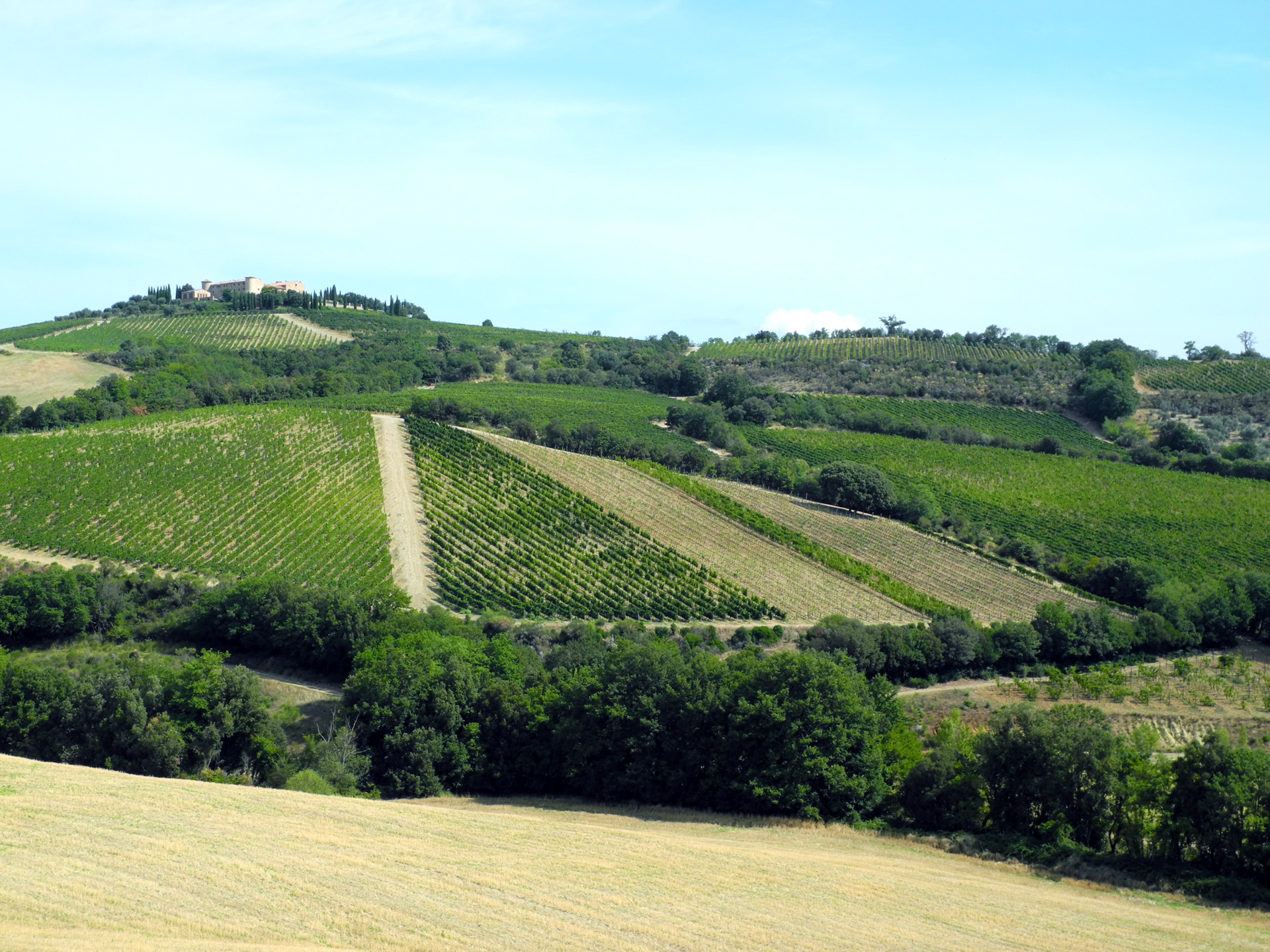 viñedos de Colle Massari