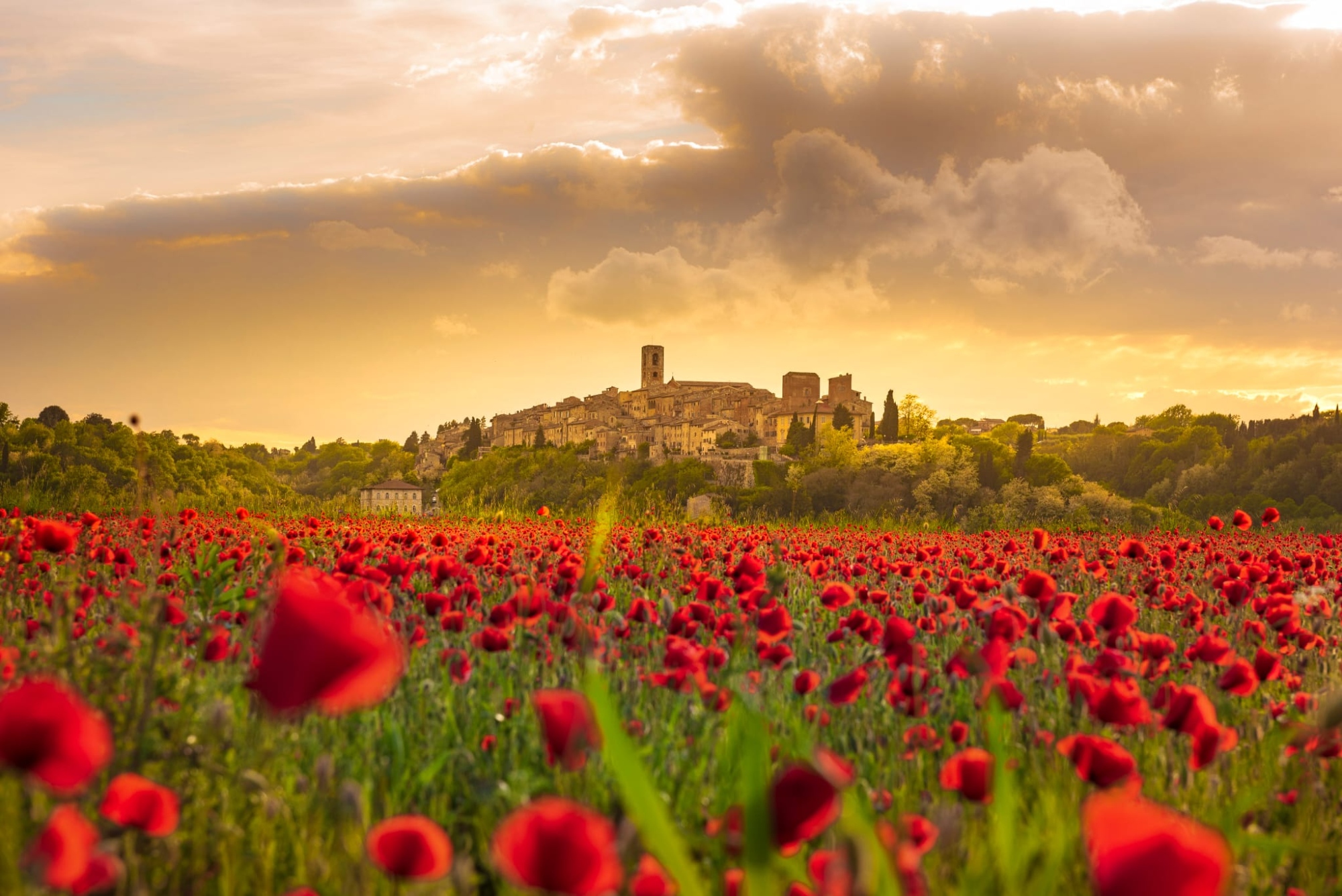 Immagine di Colle sullo sfondo, papaveri in primo piano
