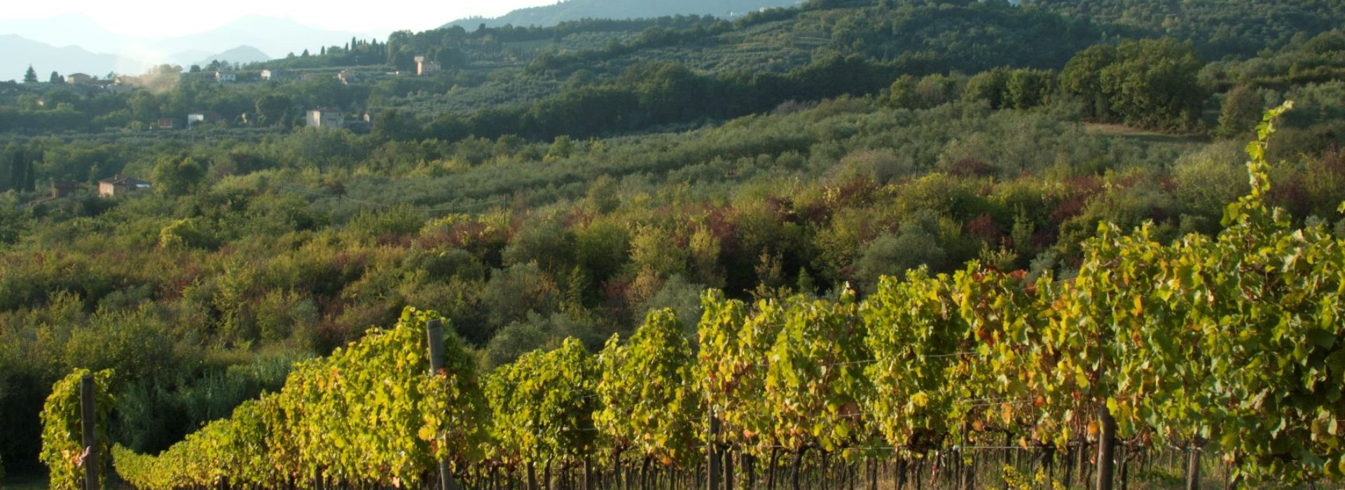 Vinyards Vinyards